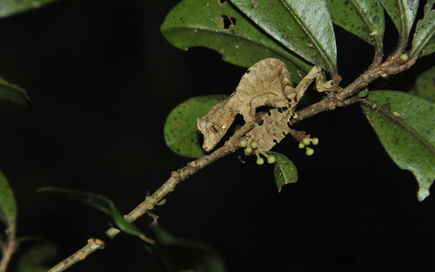 Uroplatus phantasticus [300 mm, 1/60 sec at f / 9.0, ISO 4000]