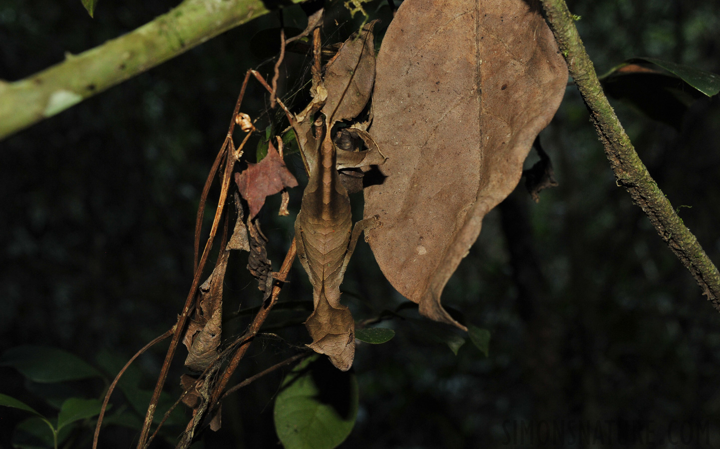 Uroplatus phantasticus [48 mm, 1/60 sec at f / 8.0, ISO 1000]