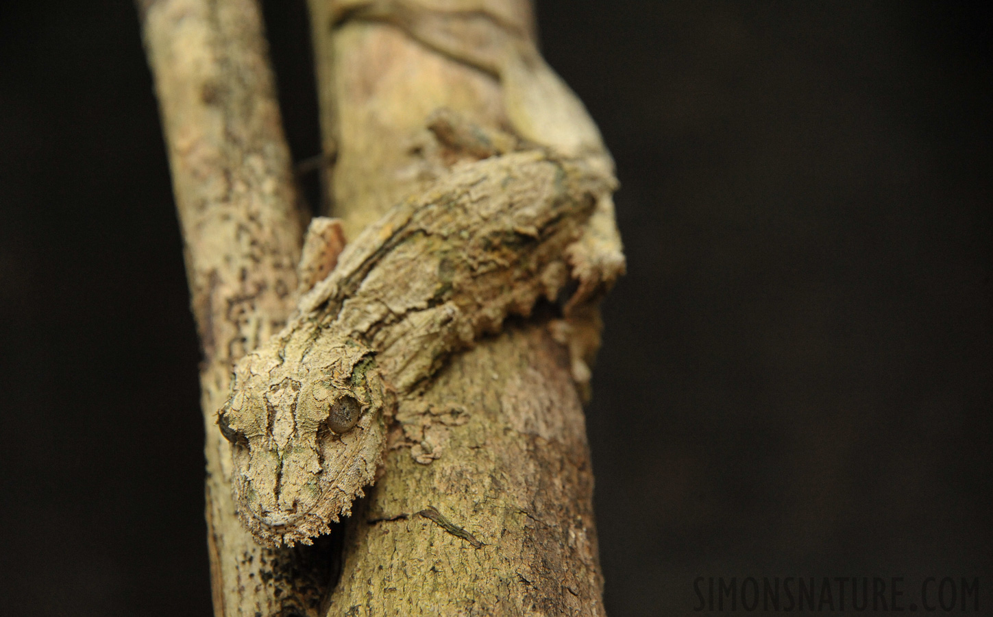 Uroplatus sikorae [300 mm, 1/500 sec at f / 8.0, ISO 2500]