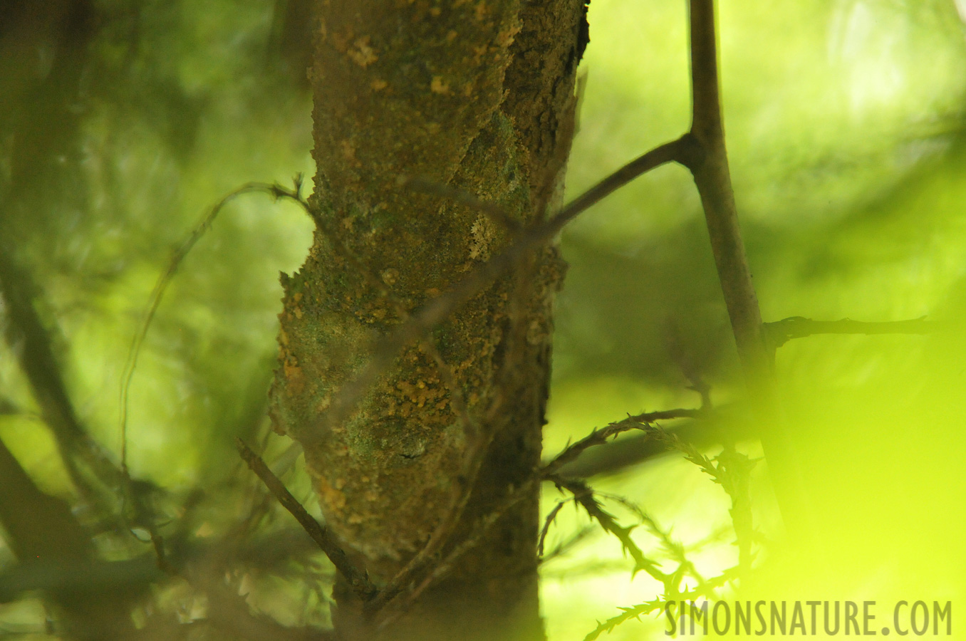 Uroplatus sikorae [550 mm, 1/80 Sek. bei f / 8.0, ISO 5000]