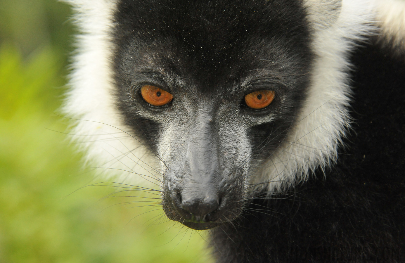 Varecia variegata [230 mm, 1/500 Sek. bei f / 9.0, ISO 4000]