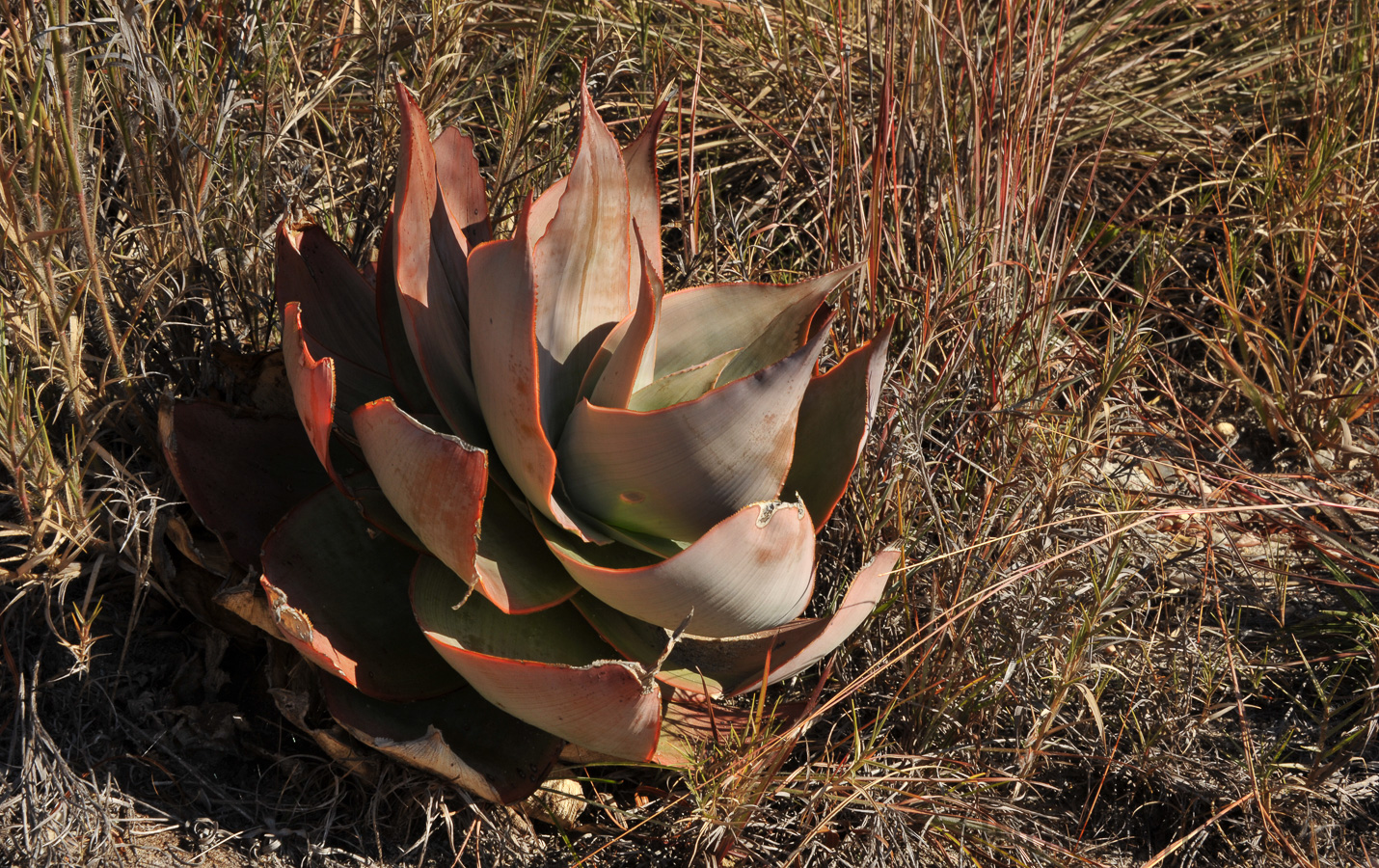 Aloe imalotensis [72 mm, 1/100 sec at f / 20, ISO 400]