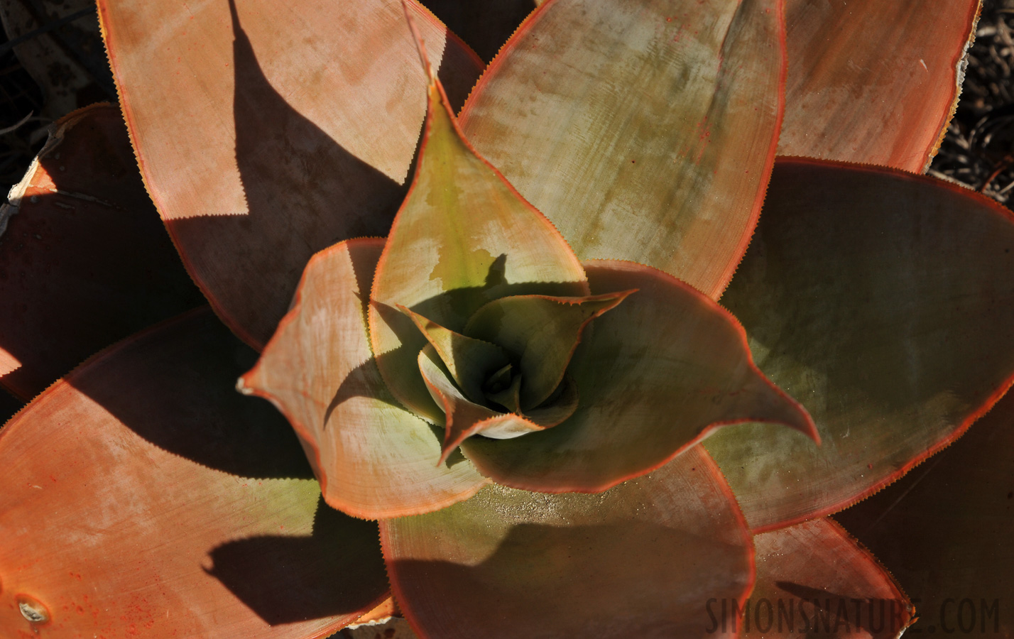 Aloe imalotensis [300 mm, 1/250 Sek. bei f / 16, ISO 400]