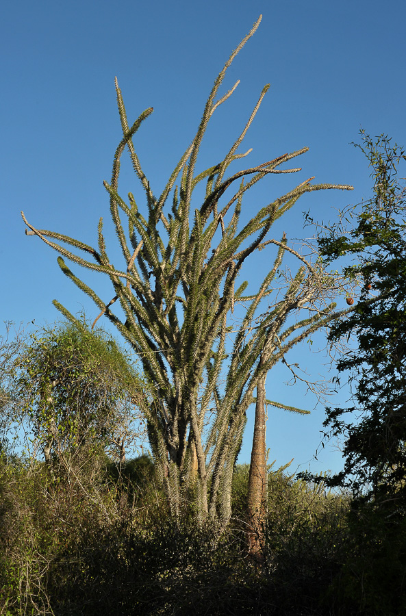 Alluaudia procera [48 mm, 1/250 sec at f / 14, ISO 400]