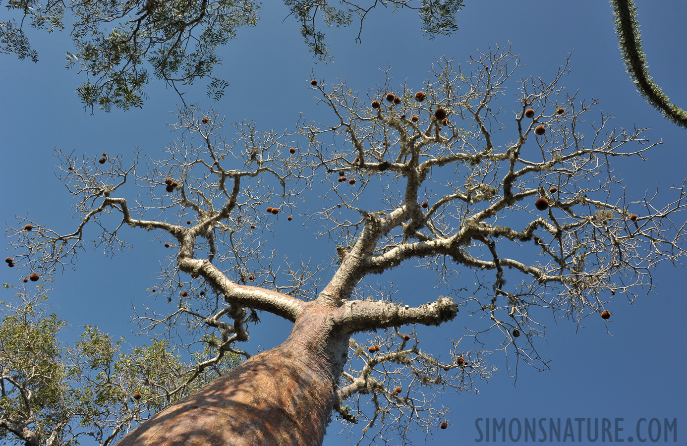 Adansonia rubrostipa [28 mm, 1/800 Sek. bei f / 8.0, ISO 400]