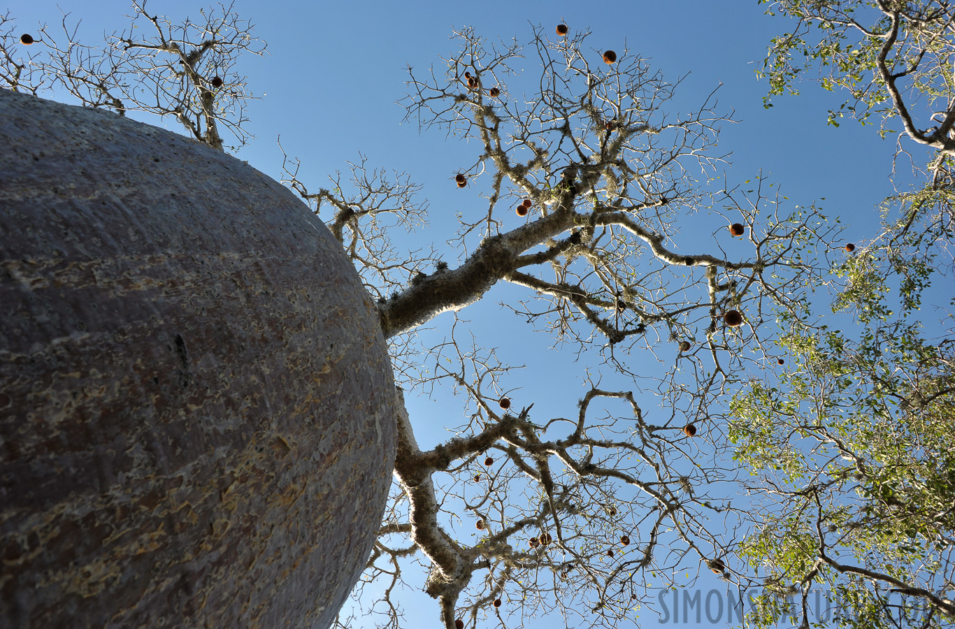 Adansonia rubrostipa [28 mm, 1/400 Sek. bei f / 8.0, ISO 400]