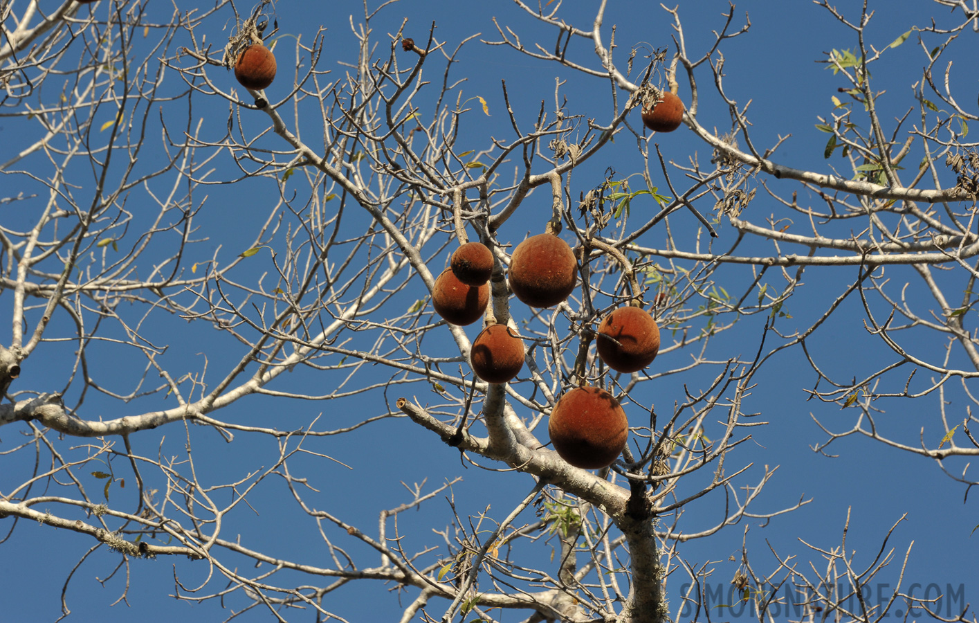 Adansonia rubrostipa [160 mm, 1/250 sec at f / 13, ISO 400]