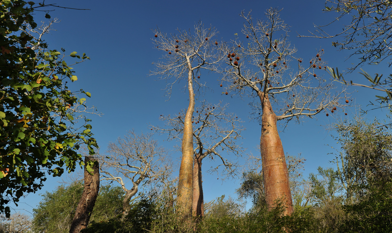 Adansonia rubrostipa [28 mm, 1/400 sec at f / 13, ISO 400]