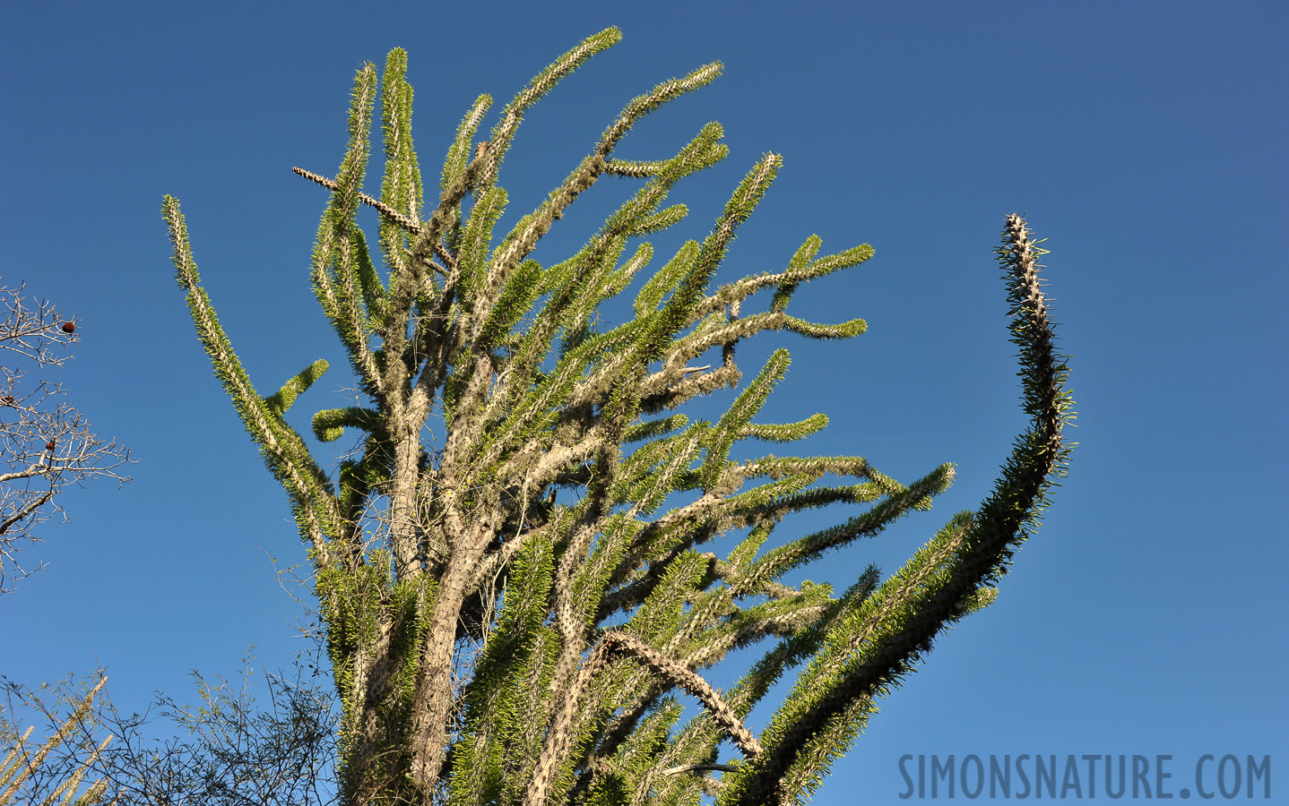 Alluaudia procera [28 mm, 1/640 sec at f / 8.0, ISO 400]