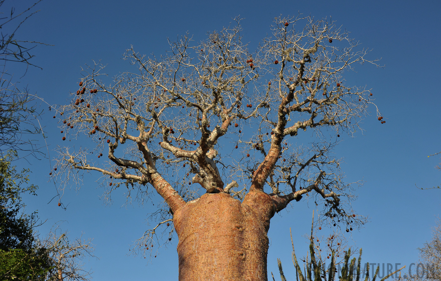 Adansonia rubrostipa [28 mm, 1/320 sec at f / 13, ISO 400]