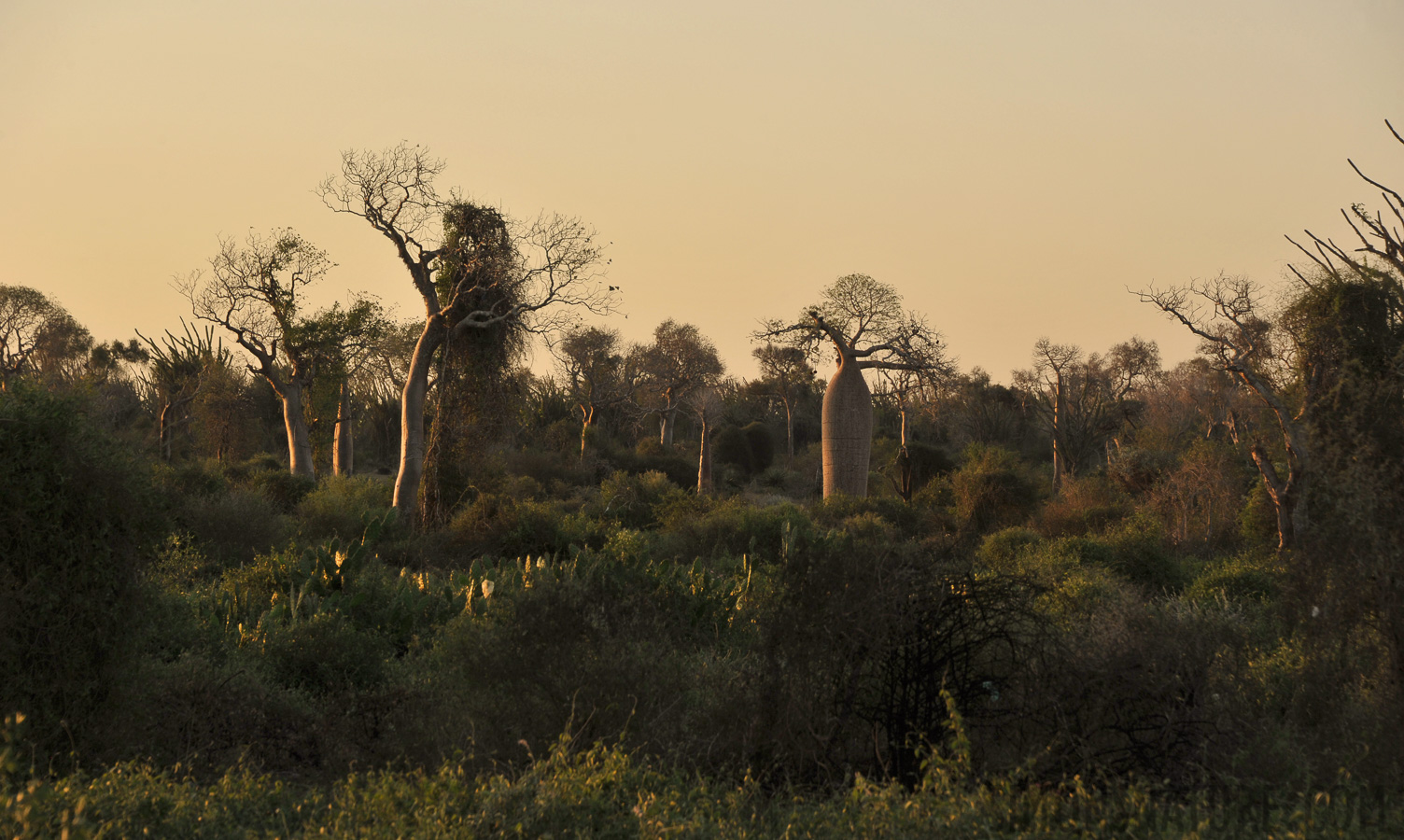 Spiny forest [135 mm, 1/250 sec at f / 8.0, ISO 400]