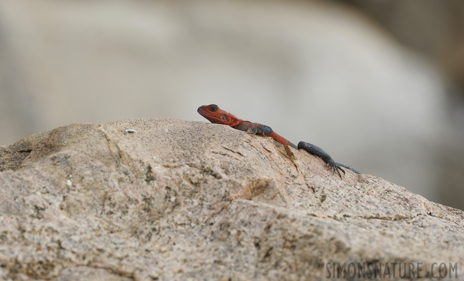 Agama agama [400 mm, 1/320 Sek. bei f / 7.1, ISO 500]