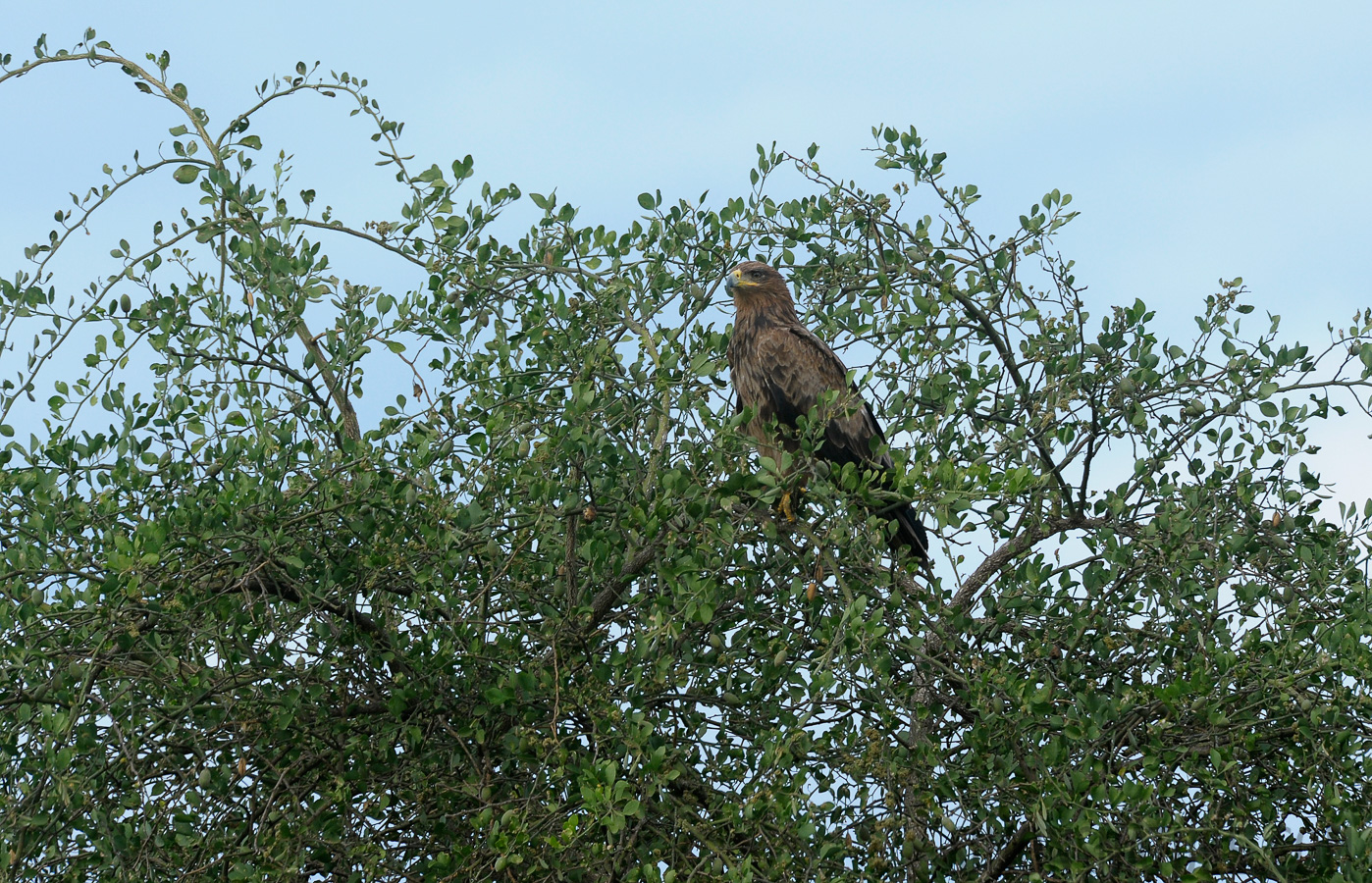 Aquila pomarina [550 mm, 1/250 sec at f / 9.0, ISO 800]