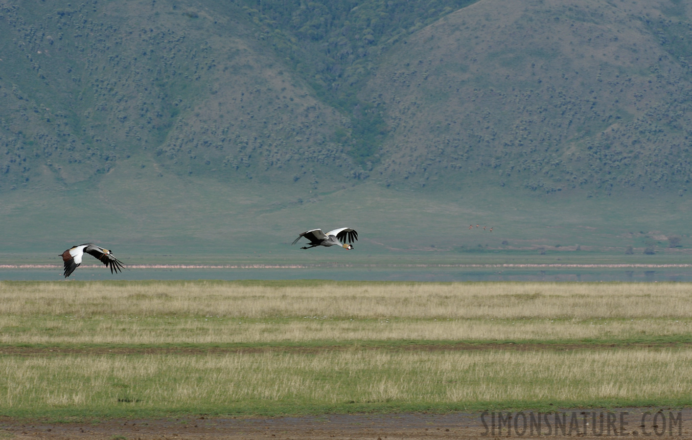 Balearica regulorum gibbericeps [280 mm, 1/640 sec at f / 13, ISO 500]