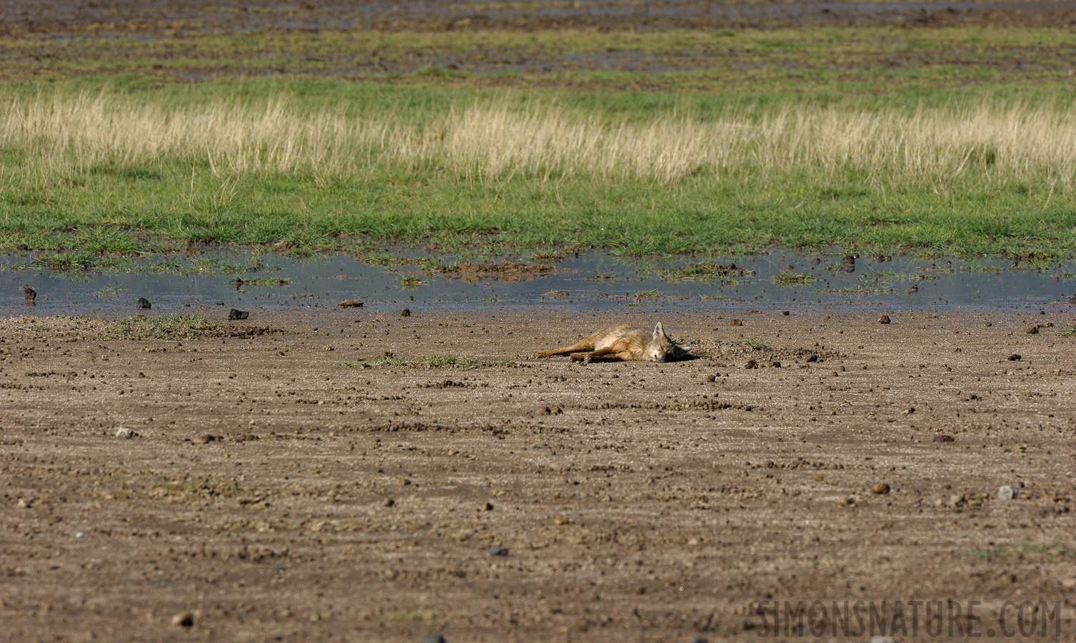 Canis adustus [550 mm, 1/640 sec at f / 13, ISO 500]