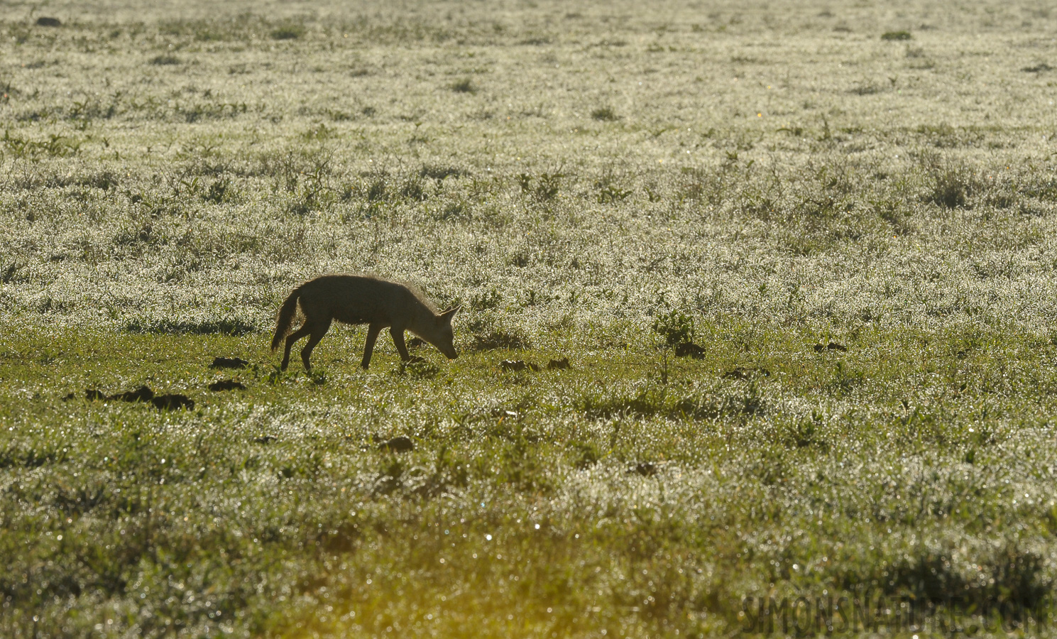 Canis anthus bea [400 mm, 1/500 Sek. bei f / 16, ISO 640]