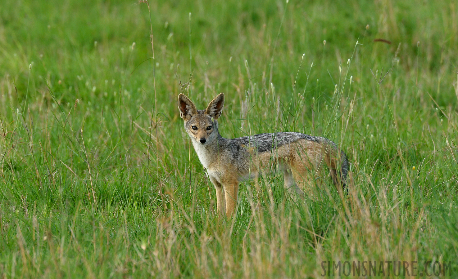 Canis mesomelas schmidti [550 mm, 1/250 Sek. bei f / 9.0, ISO 800]