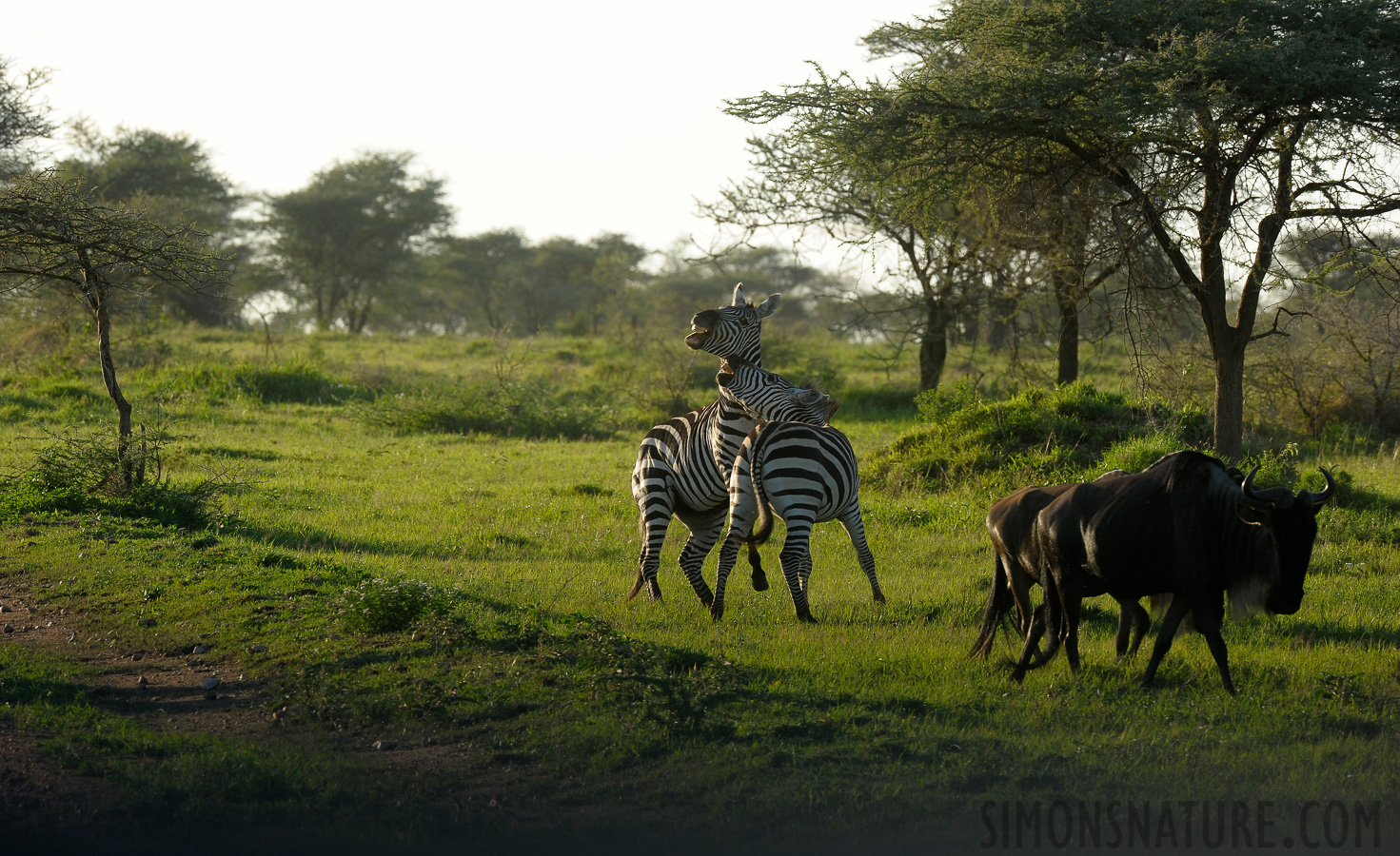 Equus quagga boehmi [400 mm, 1/320 sec at f / 10, ISO 640]