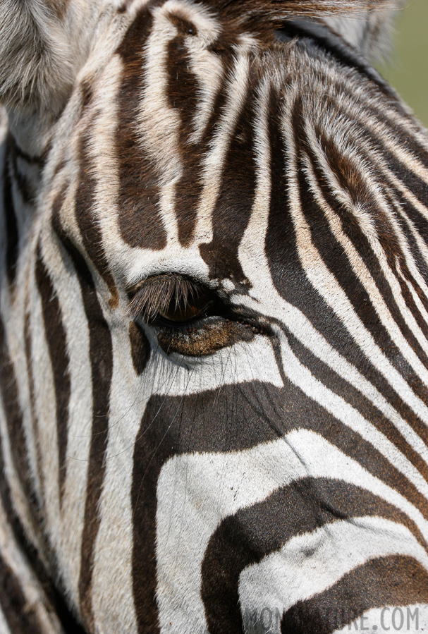 Equus quagga boehmi [550 mm, 1/640 sec at f / 9.0, ISO 500]