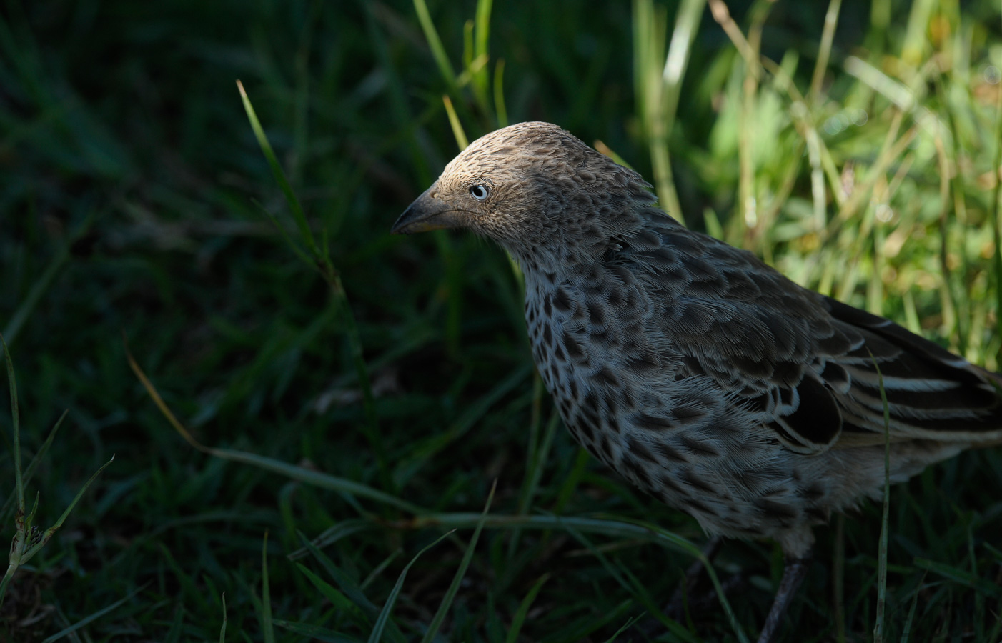 Histurgops ruficaudus [340 mm, 1/320 Sek. bei f / 9.0, ISO 500]