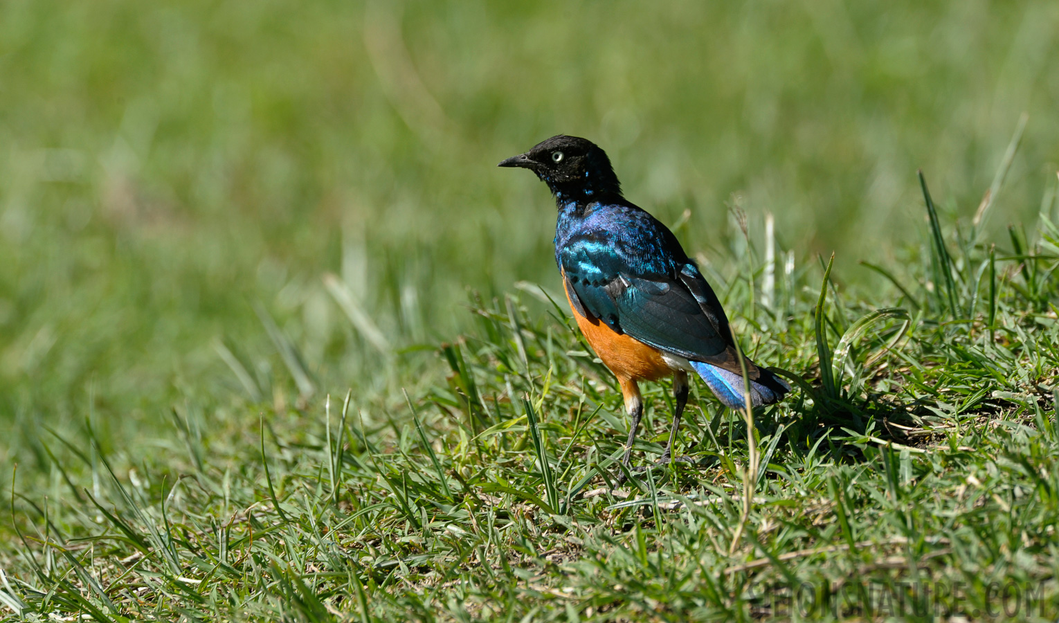 Lamprotornis superbus [550 mm, 1/500 sec at f / 9.0, ISO 500]