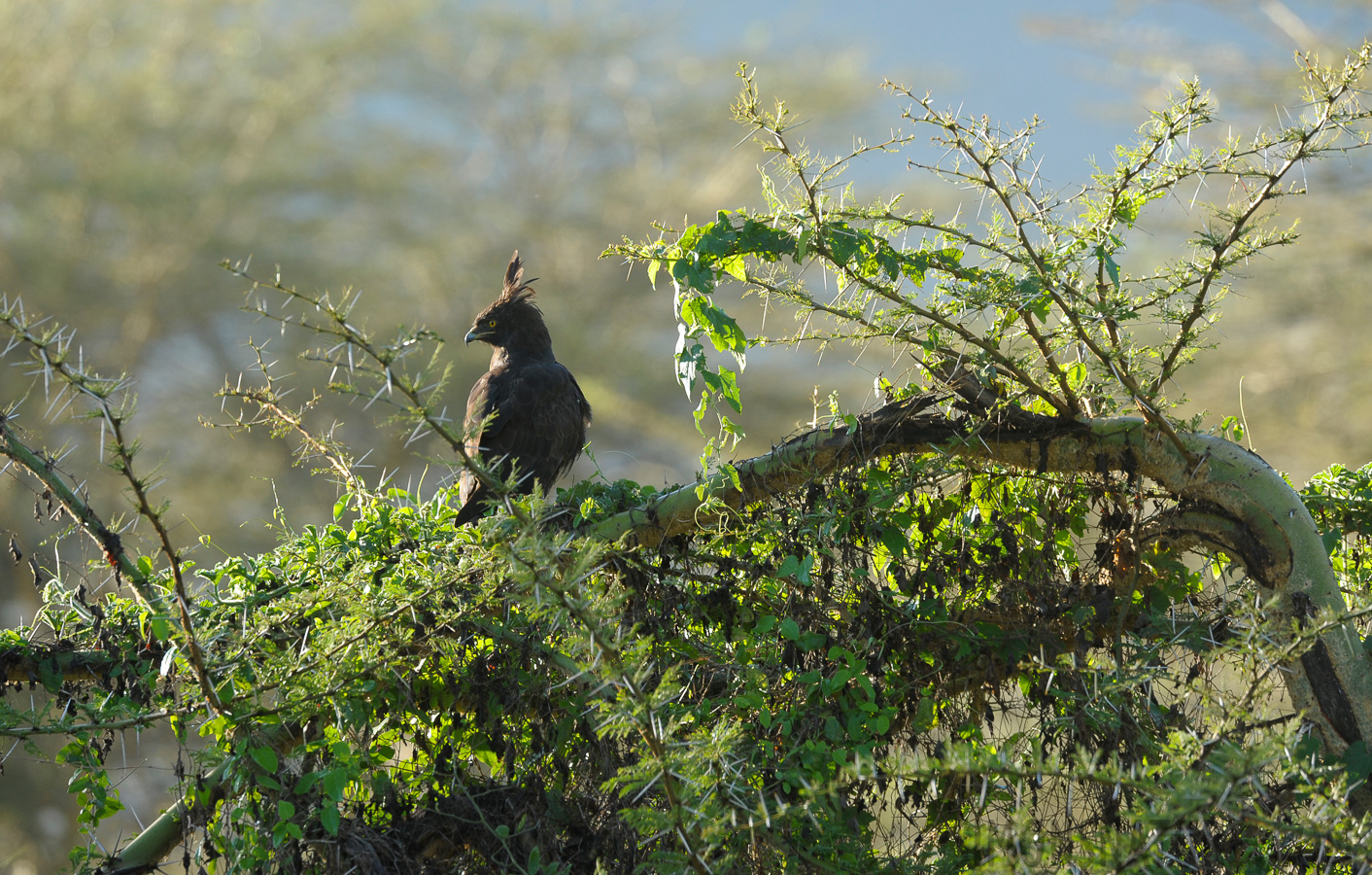 Lophaetus occipitalis [400 mm, 1/250 sec at f / 7.1, ISO 640]