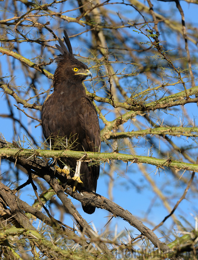 Lophaetus occipitalis [400 mm, 1/400 Sek. bei f / 10, ISO 500]