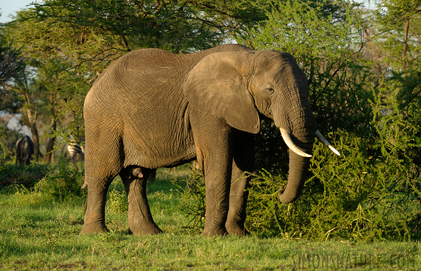 Loxodonta africana [400 mm, 1/250 Sek. bei f / 7.1, ISO 640]