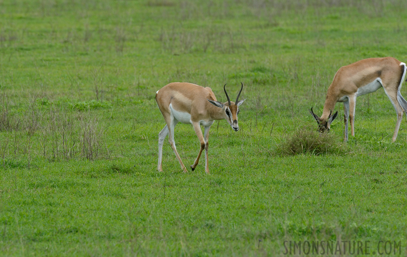 Nanger granti [550 mm, 1/200 sec at f / 11, ISO 500]