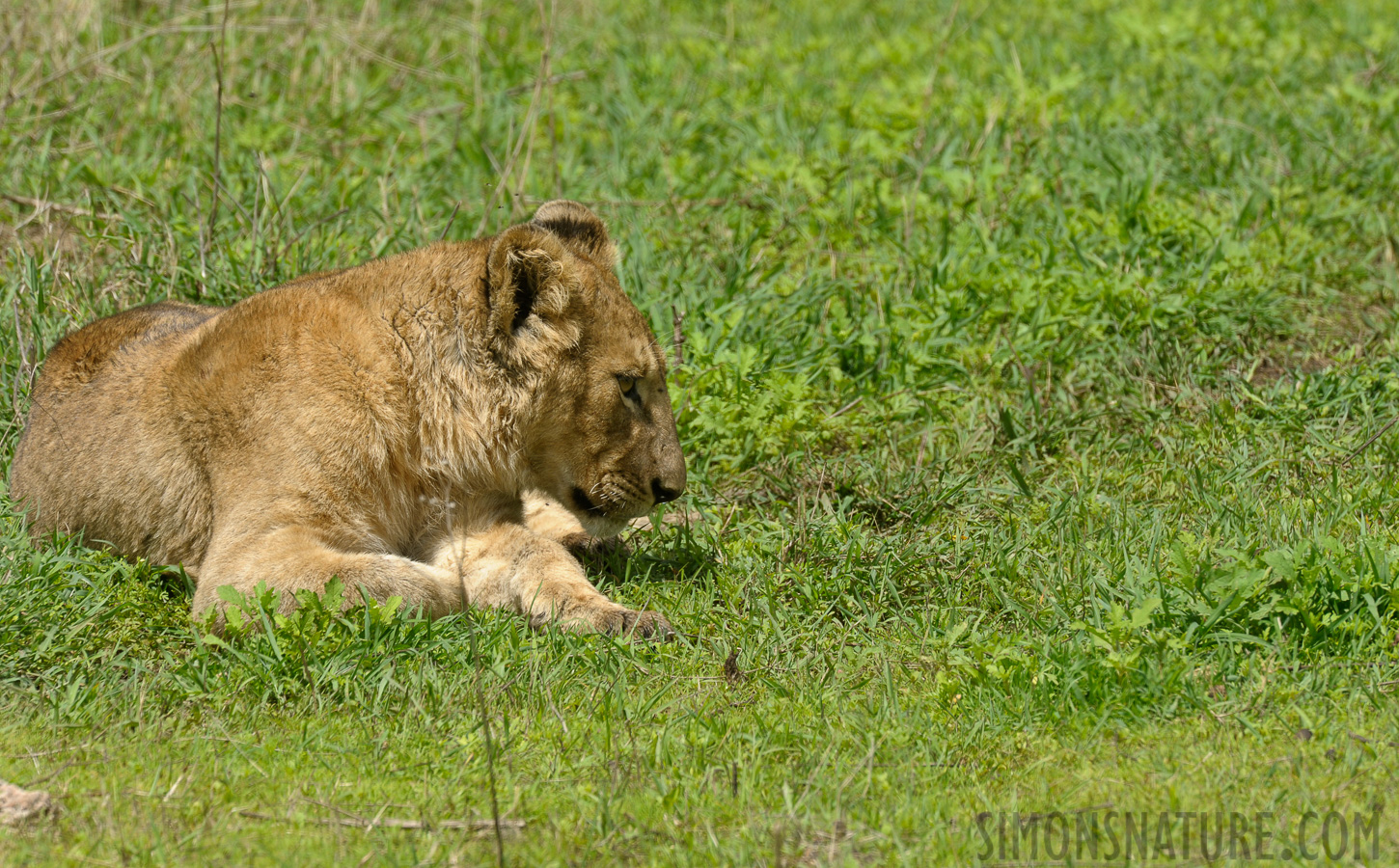 Panthera leo melanochaita [550 mm, 1/500 Sek. bei f / 11, ISO 500]