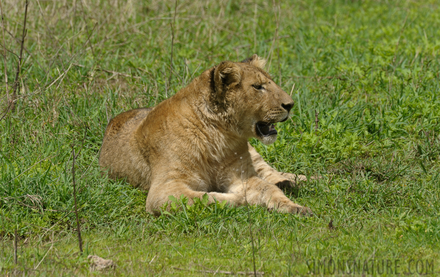 Panthera leo melanochaita [550 mm, 1/640 Sek. bei f / 11, ISO 500]