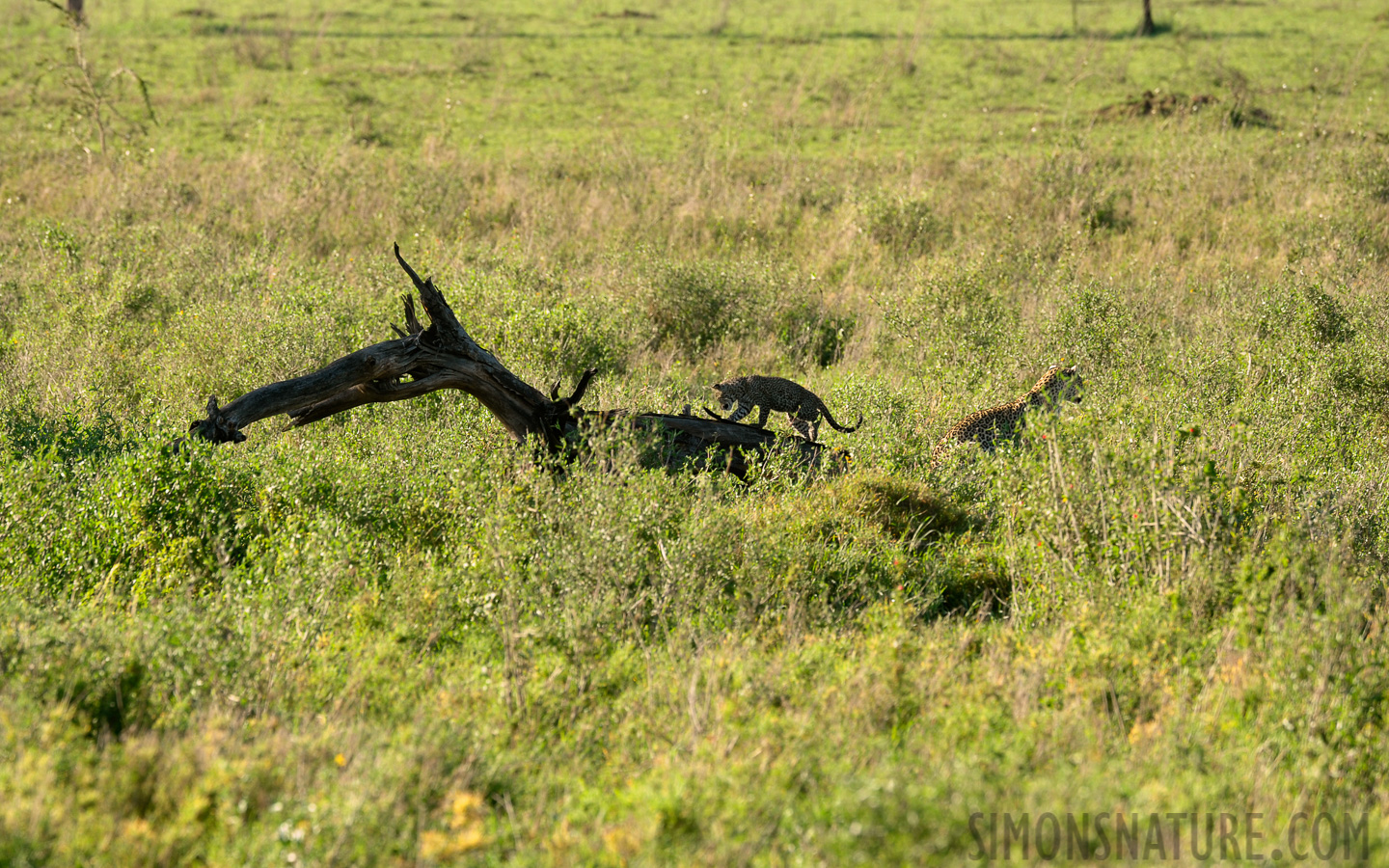 Panthera pardus pardus [400 mm, 1/250 sec at f / 8.0, ISO 500]