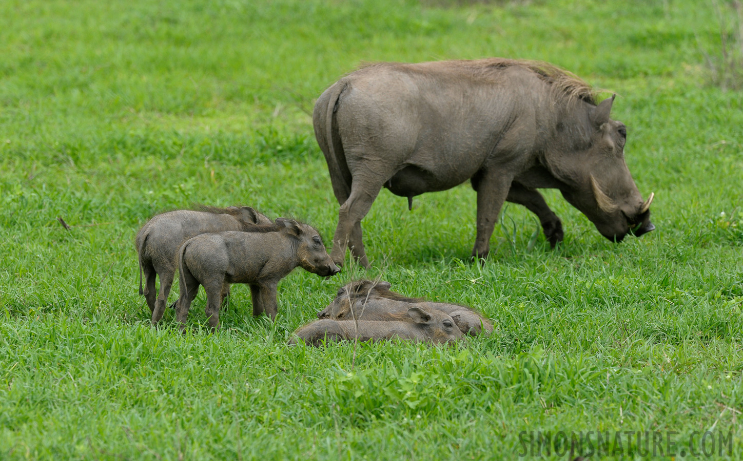 Phacochoerus africanus massaicus [440 mm, 1/320 Sek. bei f / 8.0, ISO 500]