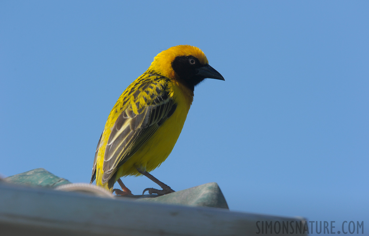 Ploceus spekei [420 mm, 1/1000 Sek. bei f / 9.0, ISO 500]