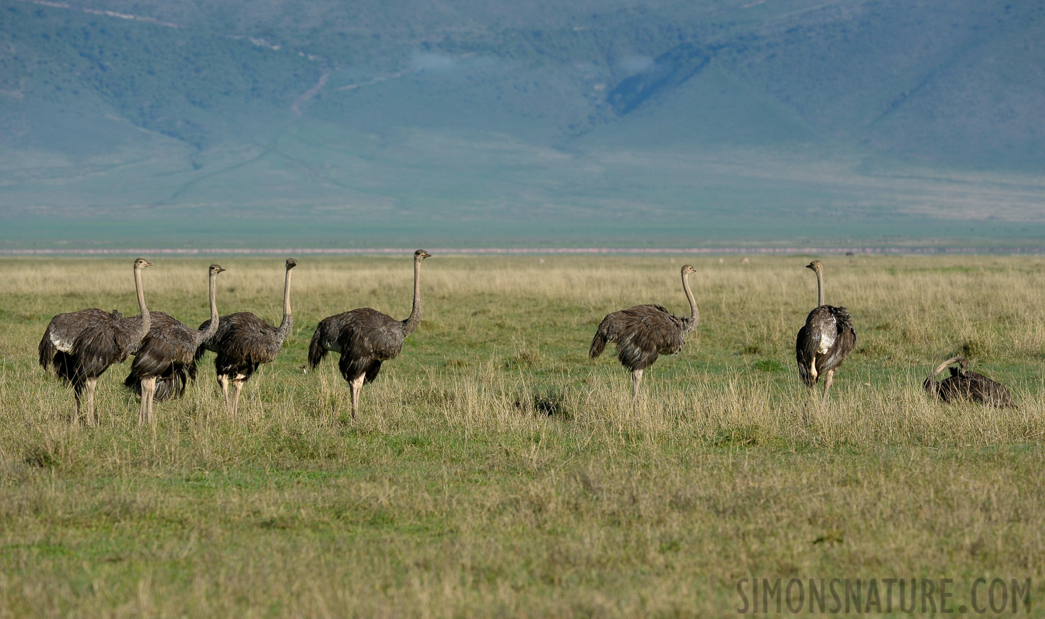 Struthio camelus massaicus [300 mm, 1/1250 sec at f / 7.1, ISO 500]