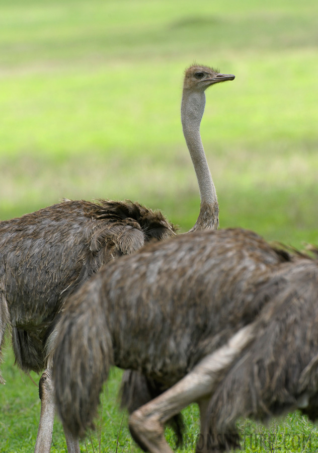 Struthio camelus massaicus [550 mm, 1/500 sec at f / 8.0, ISO 500]