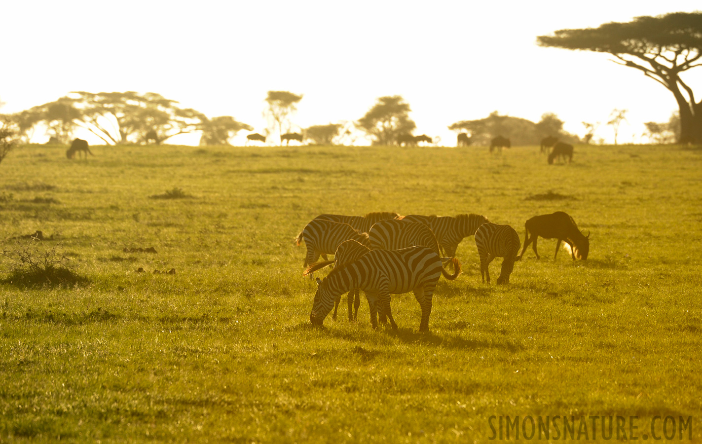 Tanzania [400 mm, 1/800 sec at f / 7.1, ISO 640]