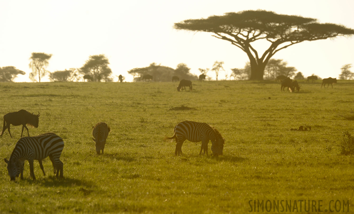 Tanzania [400 mm, 1/1600 sec at f / 7.1, ISO 640]