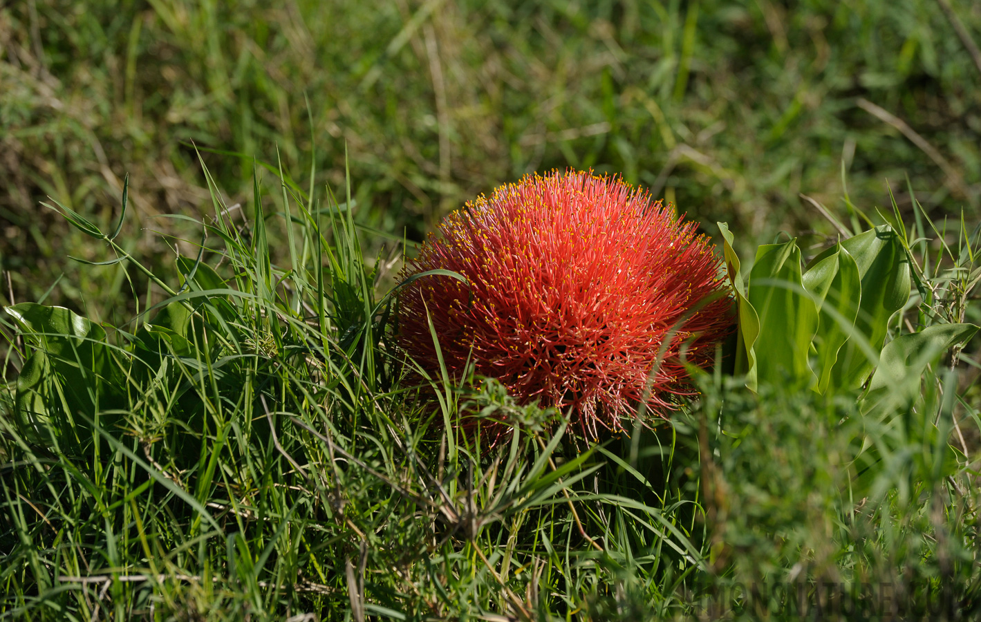 Tansania [400 mm, 1/1000 Sek. bei f / 8.0, ISO 500]