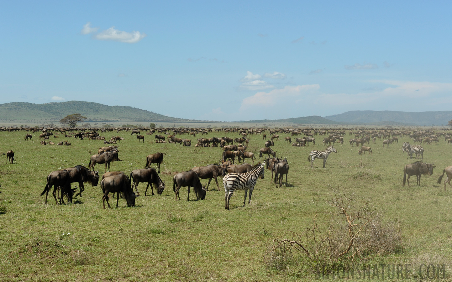 Tanzania [70 mm, 1/400 sec at f / 16, ISO 500]