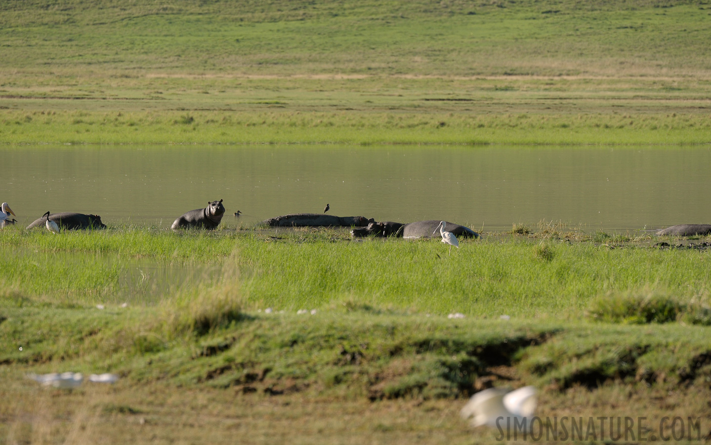 Tanzania [400 mm, 1/800 sec at f / 7.1, ISO 500]