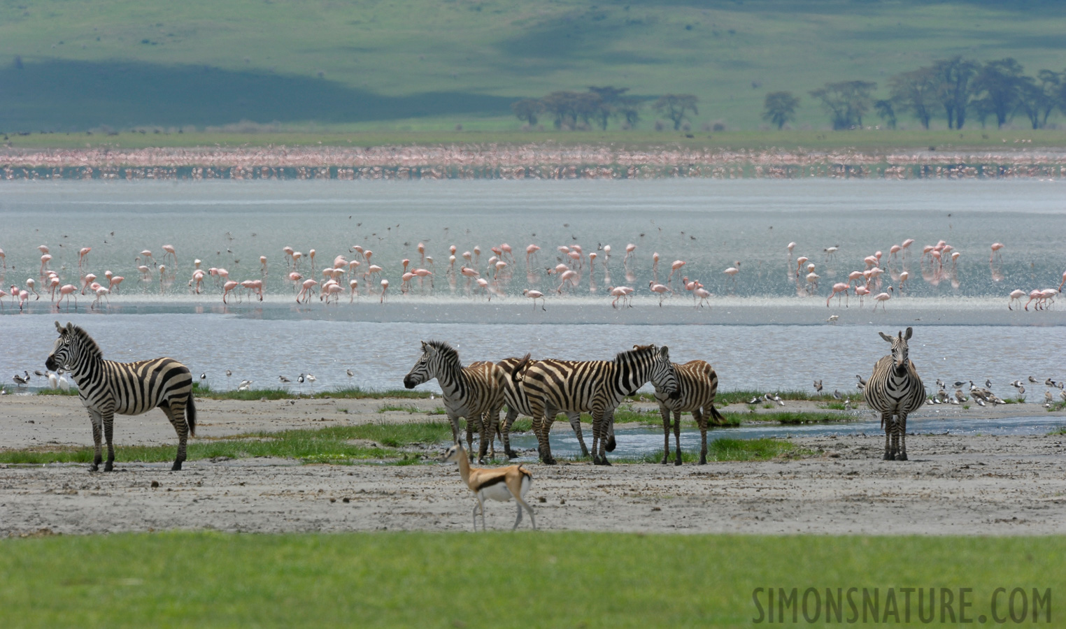 Tanzania [550 mm, 1/640 sec at f / 11, ISO 500]