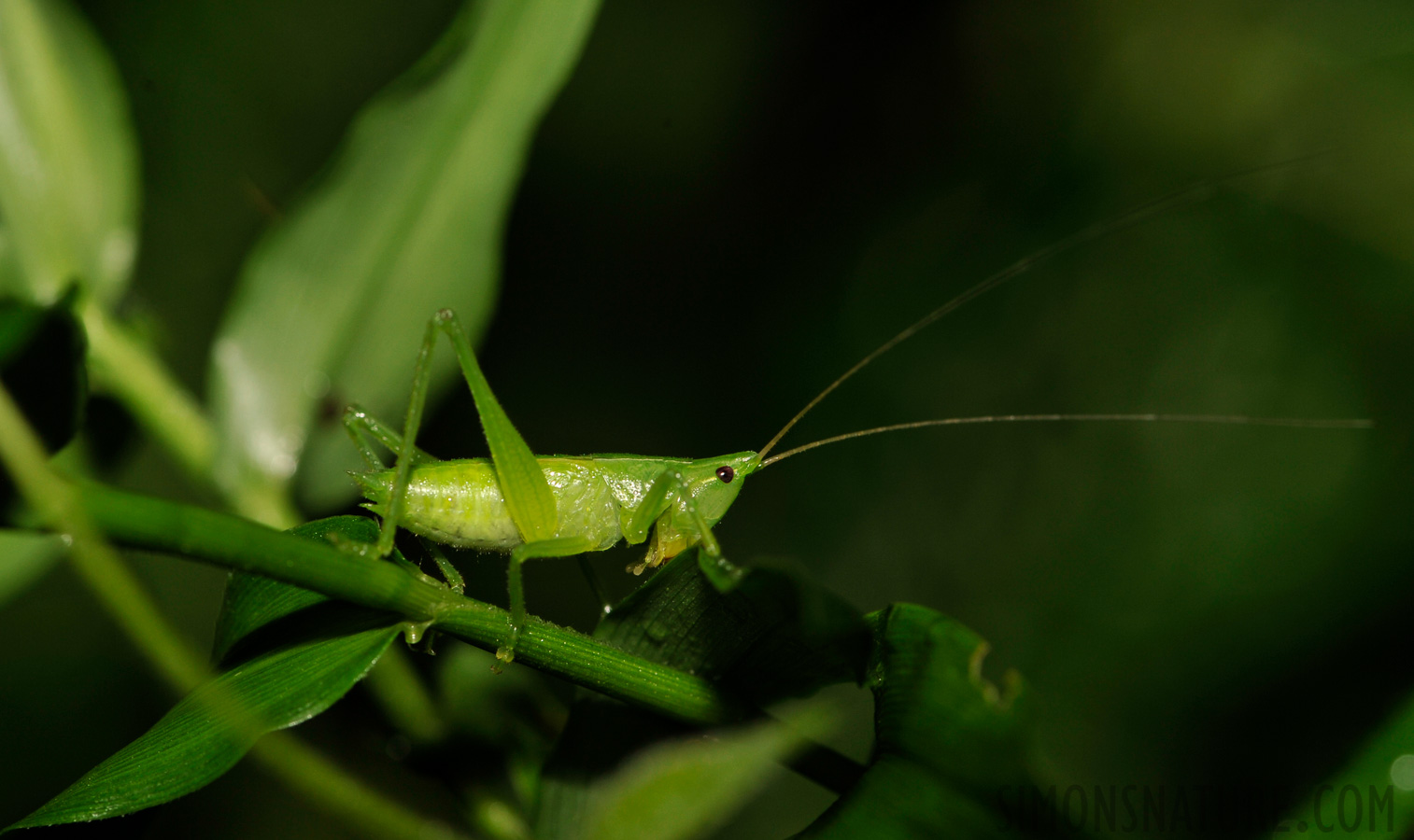 [105 mm, 1/60 sec at f / 10, ISO 400]