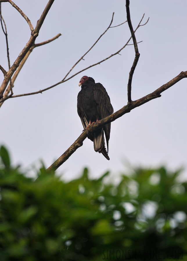 Cathartes aura aura [550 mm, 1/500 sec at f / 6.3, ISO 400]