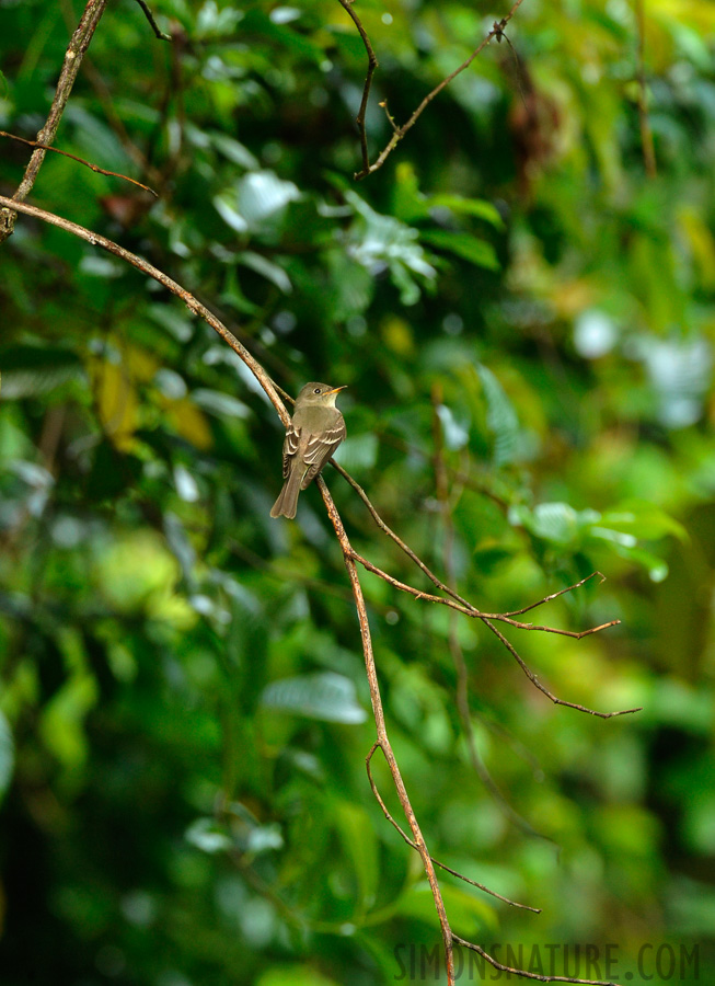 Contopus cooperi [550 mm, 1/30 Sek. bei f / 10, ISO 1600]