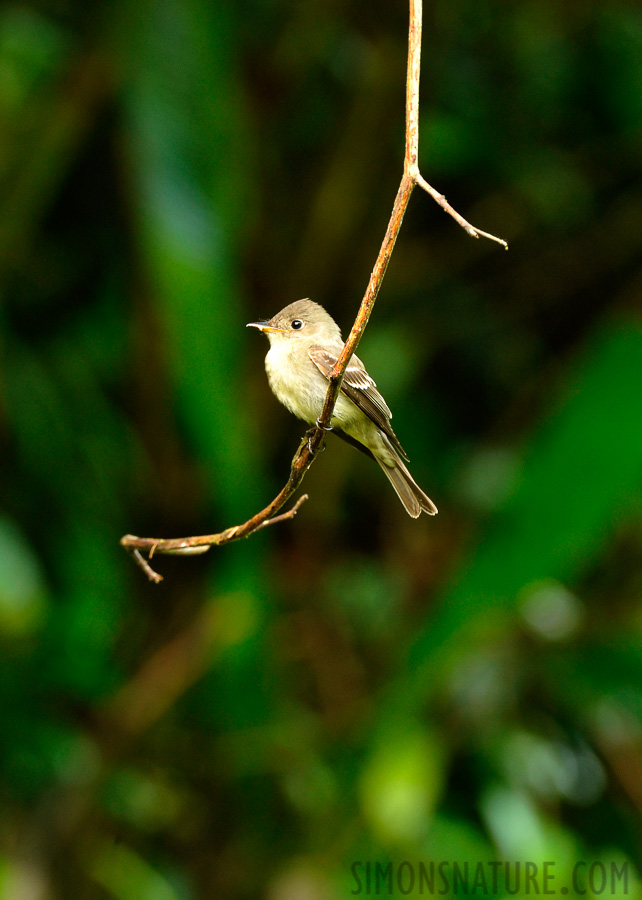 Contopus cooperi [550 mm, 1/15 sec at f / 10, ISO 1600]