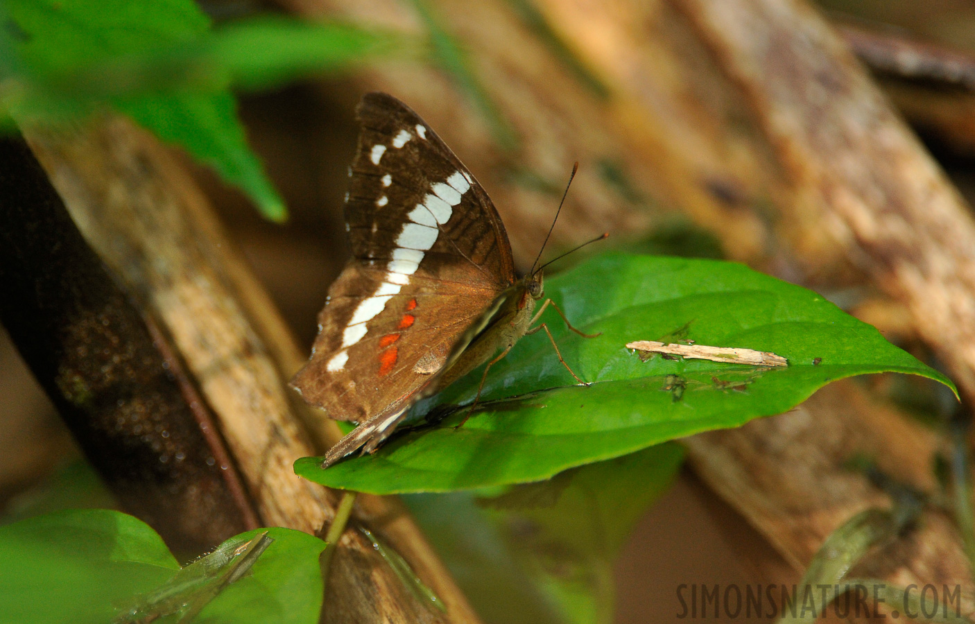 Anartia fatima [550 mm, 1/400 sec at f / 5.6, ISO 1600]