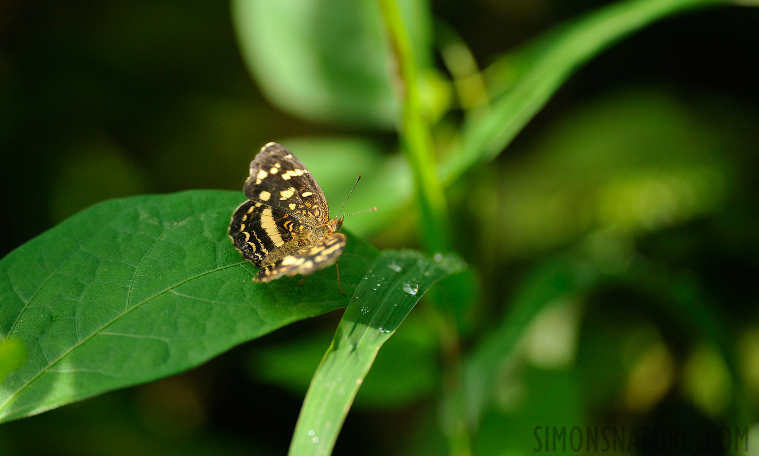 Anthanassa tulcis [400 mm, 1/800 sec at f / 4.0, ISO 800]