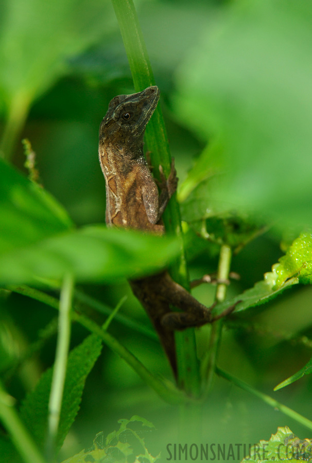 Norops tropidonotus [400 mm, 1/250 sec at f / 8.0, ISO 800]