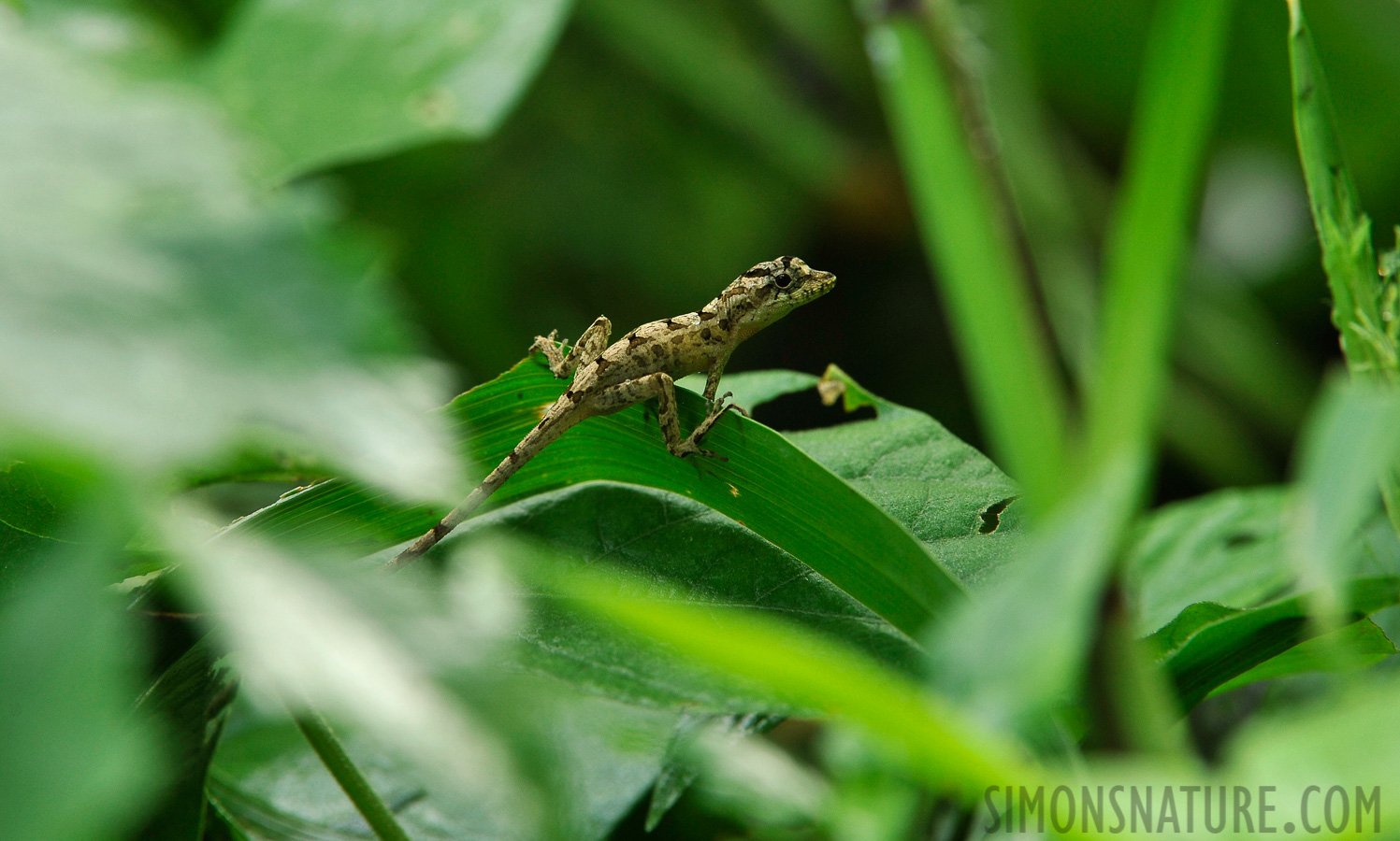 Norops lemurinus [380 mm, 1/60 sec at f / 8.0, ISO 800]